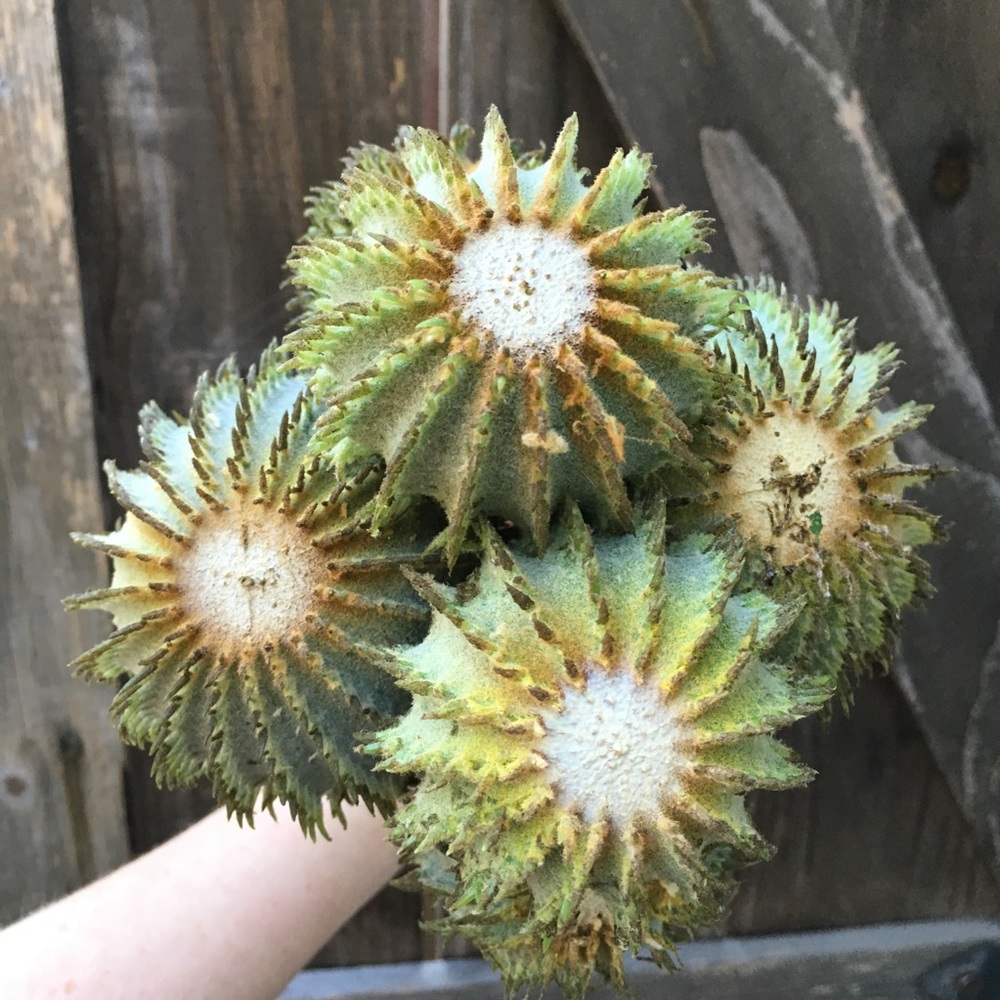 12 Cactus Bundles 14” Faux Barrel Cactus - Picture 4 of 8